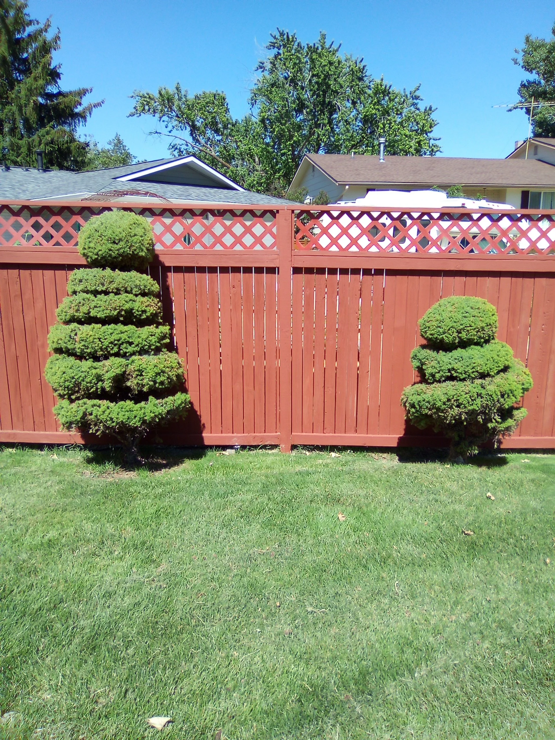 Pressure-washed and re-stained fence with topiaries